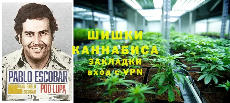цены   Томмот  Бошки Шишки White Widow 